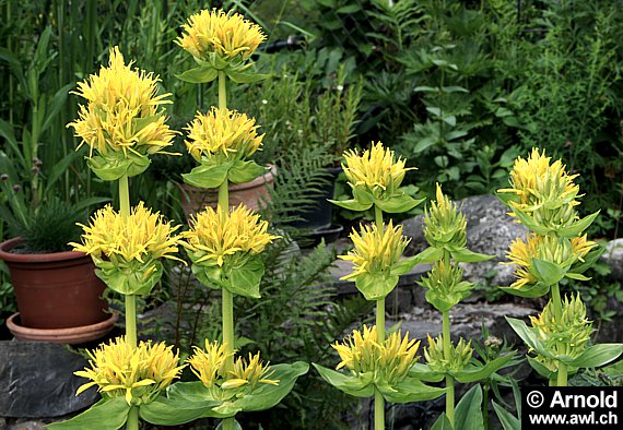 Mehrere Pflanzen des Gelben Enzians