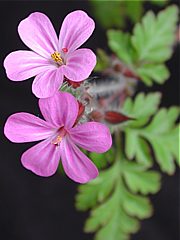 Geranium robertianum - Ruprechtskraut, Storchenschnabe