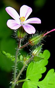 Geranium robertianum - Ruprechtskraut, Storchenschnabe