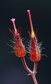 Geranium robertianum - Ruprechtskraut, Storchenschnabe
