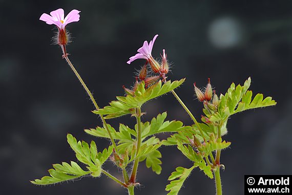 Geranium robertianum - Ruprechtskraut, Storchenschnabel