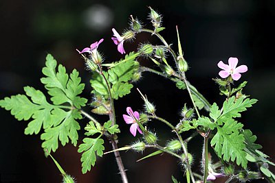 Storchenschnabel-pflanzen-mit-Blueten