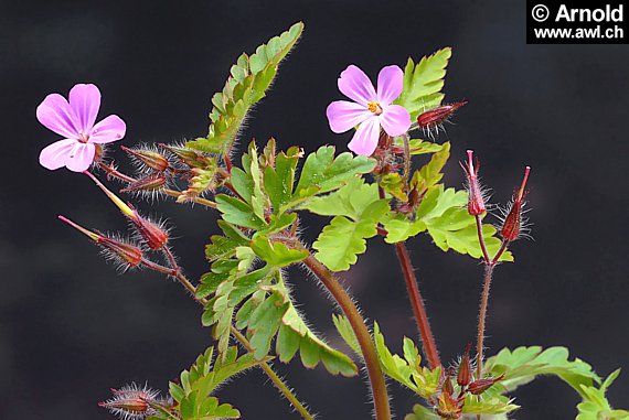 Storchenschnabelpflanzen (Geranium robertianum)