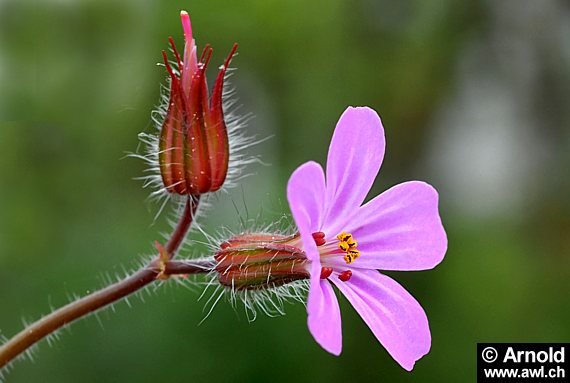 Das Bild zeigt eine einzelne Blüte des Storchenschnabels