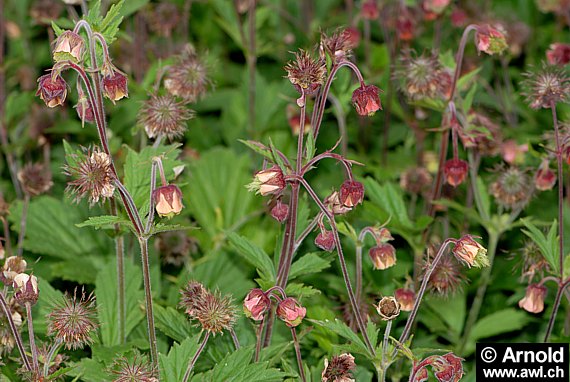 Bachnelkenwurz-Pflanzen (Geum rivale)