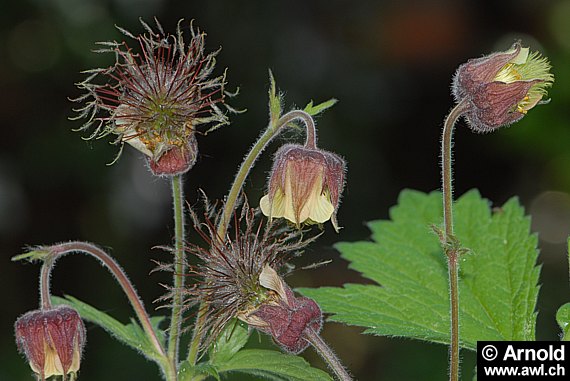 Geum rivale - Bachnelkenwurz