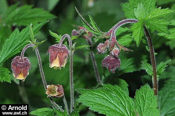 Geum rivale - Bachnelkenwurz