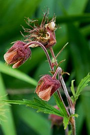 Geum rivale - Bachnelkenwurz