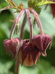 Geum rivale - Bachnelkenwurz