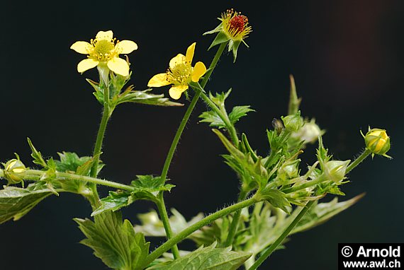 Echte Nelkenwurz (Geum urbanum)