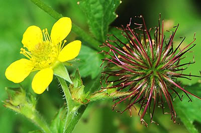 Echte Nelkenwurz (Geum urbanum)