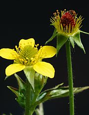 Echte Nelkenwurz - Geum urbanum