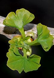 Ginkgo - biloba