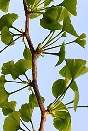 Ginkgo - biloba