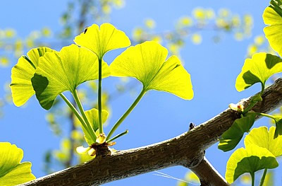 Ginkgo biloba - Ast mit Blättern
