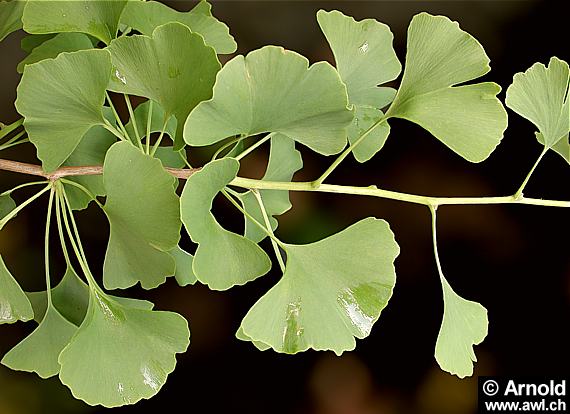 Ginkgo biloba - Zweig mit Blättern