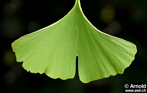 Ginkgo biloba (Ginkgobaum, Mädchenhaarbaum): einzelnes fächerförmiges Blatt