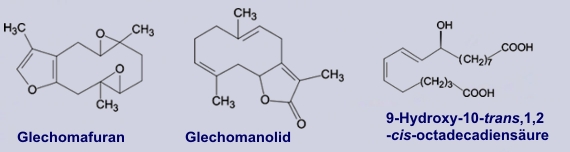 Glechomafuran - Bestandteile der Gundelrebe