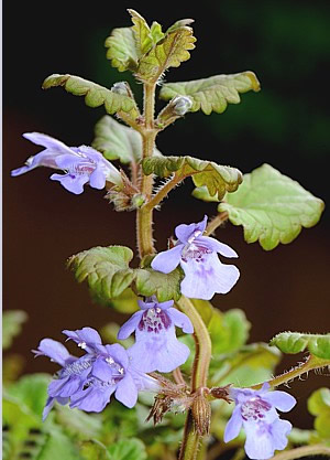 Gundelrebe (Glechoma hederacea)