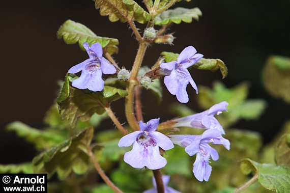 Gundermann (Glechoma hederacea)