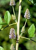 Süssholz, Lakritze - Glycyrrhiza glabra