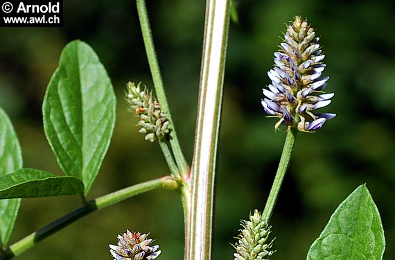 Süssholz (Glycyrrhiza glabra) - Blüte und Blätter