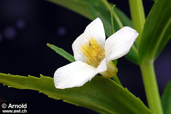 Gratiola officinalis - Gottesgnadenkraut