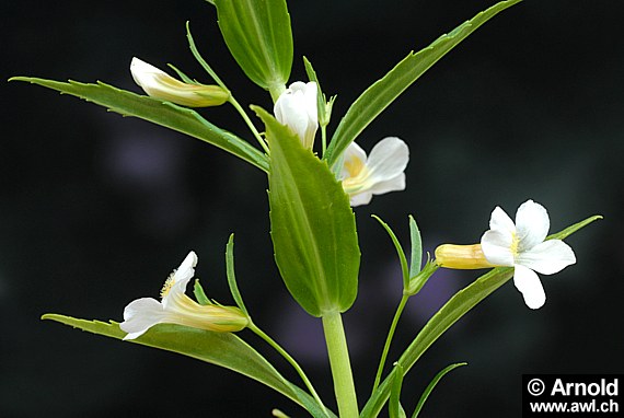 Gratiola officinalis - Gottesgnadenkraut