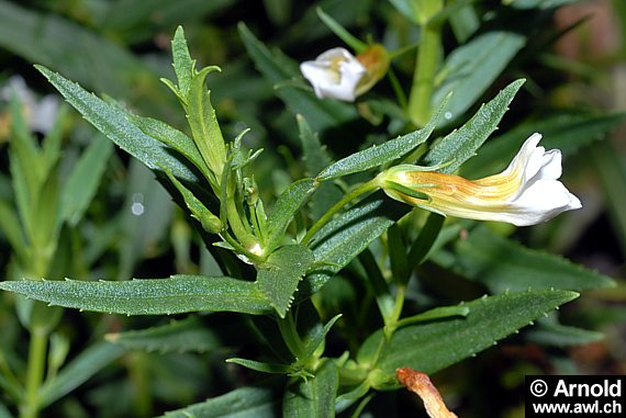 Gratiola officinalis - Gottesgnadenkraut