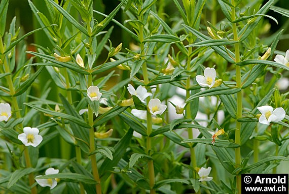 Gratiola officinalis - Gottesgnadenkraut