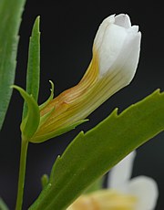 Gratiola officinalis - Gottesgnadenkraut