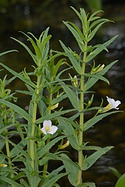 Gratiola officinalis - Gottesgnadenkraut