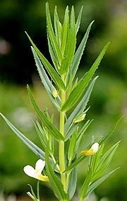 Gratiola officinalis - Gottesgnadenkraut