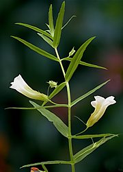 Gratiola officinalis - Gottesgnadenkraut