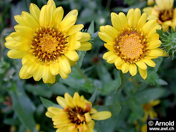 Grindelia robusta - Grindelie