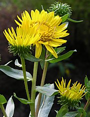 Grindelia robusta - Grindelie