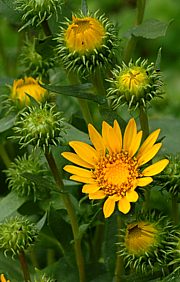 Grindelia robusta - Grindelie