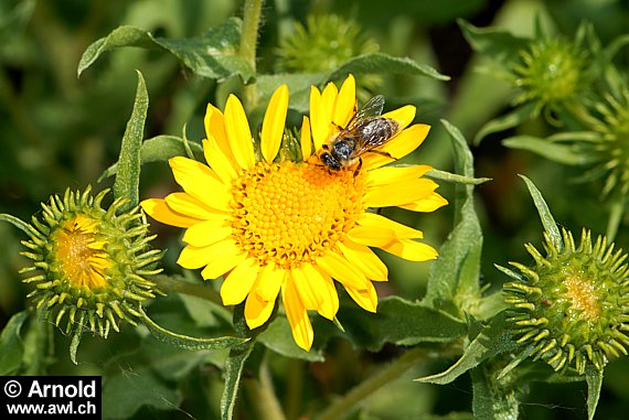 Haarige Grindelie - Grindelia hirsutula