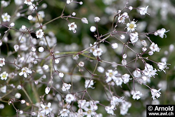 Gibskraut - Schleierkraut (Gypsophila paniculata)