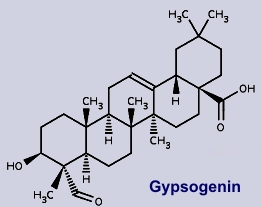 Gibsogenin - Ein Inhaltsstoff des Schleierkrautes