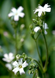 Gypsophila paniculata - Schleierkraut