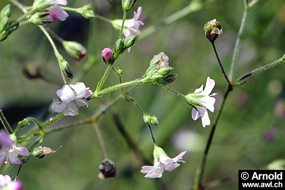 Schleierkraut (Gypsophila paniculata)