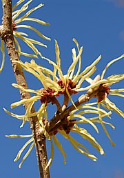 Hamamelis  - Zaubernuss, Zauberhasel