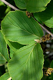 Hamamelis  - Zaubernuss, Zauberhasel