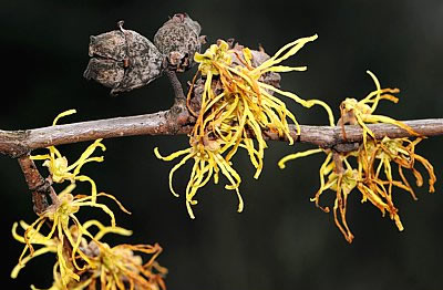 Hamamelis virginiana (Zaubernuss)