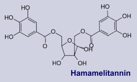 Hamamelitannin: Inhaltsstoff der Zaubernuss