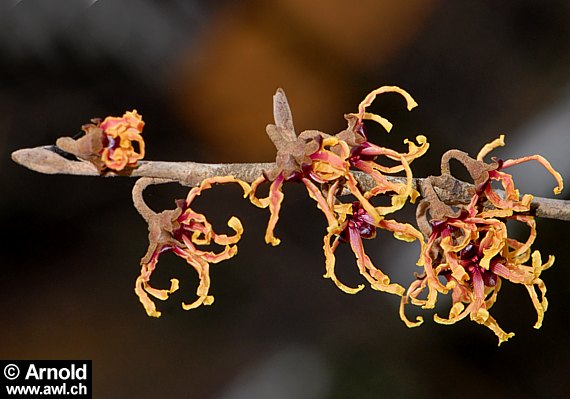 Hamamelis japonica - Zaubernuss, Zauberhasel