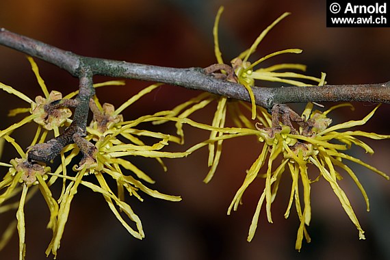 Zaubernuss (Hamamelis virginiana)