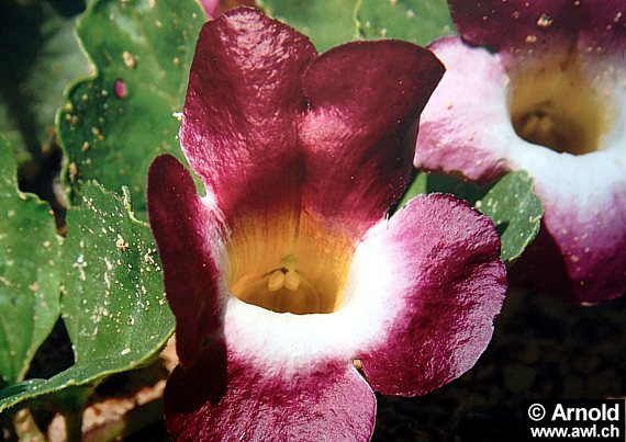 Blüte der afrikanischen Teufelskralle