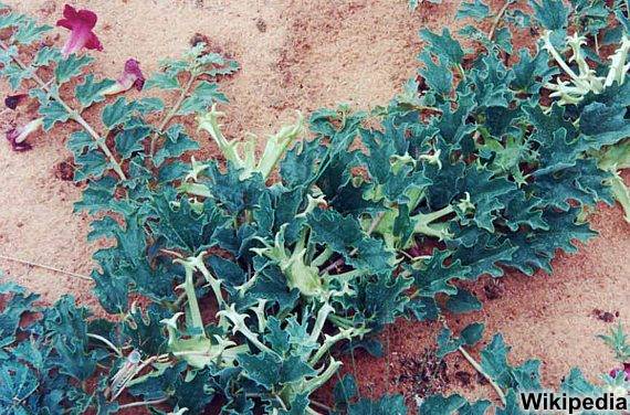 Harpagophytum procumbens - Afrikanische Teufelskralle